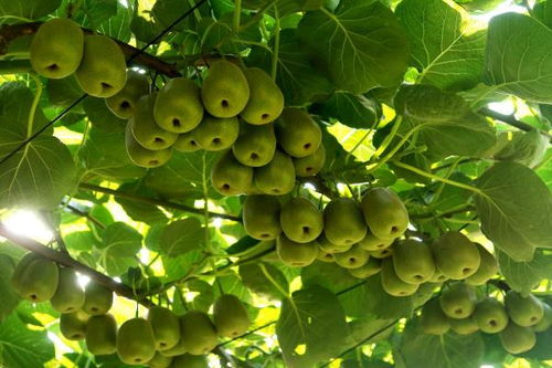 萬盛 做強(qiáng)特色農(nóng)業(yè)，暢通“郵運(yùn)通”，家禽家畜產(chǎn)業(yè)賦能鄉(xiāng)村振興