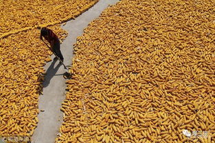 鄉(xiāng)村振興新舉措 東營率先啟動(dòng)農(nóng)民職稱評(píng)審，家禽家畜養(yǎng)殖能手可申報(bào)