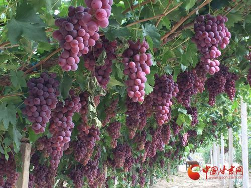 金塔縣 夯實(shí)質(zhì)量監(jiān)管基礎(chǔ)，實(shí)施綠色品牌引領(lǐng)，助推初級(jí)農(nóng)產(chǎn)品高質(zhì)量發(fā)展