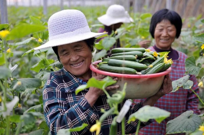 張紅宇解讀 我國農(nóng)民合作社的發(fā)展趨勢與初級(jí)農(nóng)產(chǎn)品升級(jí)之路