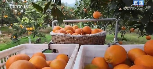 便捷物流助力小臍橙遠(yuǎn)銷海外，家禽家畜產(chǎn)業(yè)協(xié)同發(fā)展，共筑鄉(xiāng)村振興“黃金果”